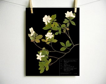 Gardenia Print; pressed plant print southern flowers wall art neutral black floral décor modern farmhouse botanical décor pressed flower art