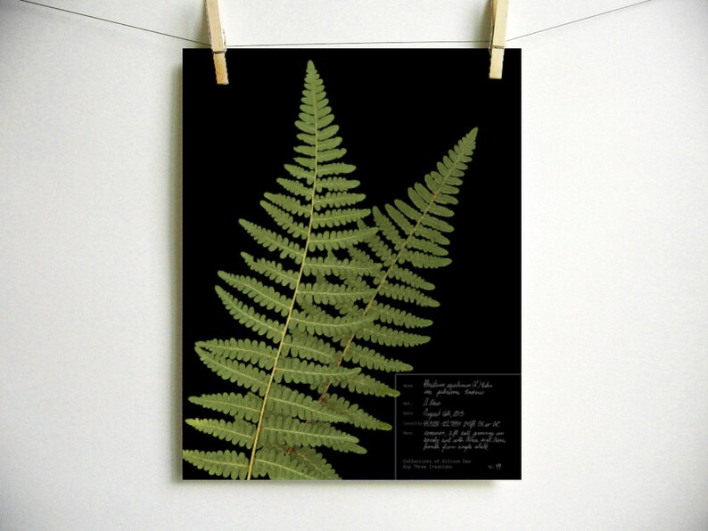 May include: A botanical print featuring two green fern fronds against a solid black background. A white rectangular box in the lower right corner contains handwritten text detailing the specimen, including the date August 14th, 2015.