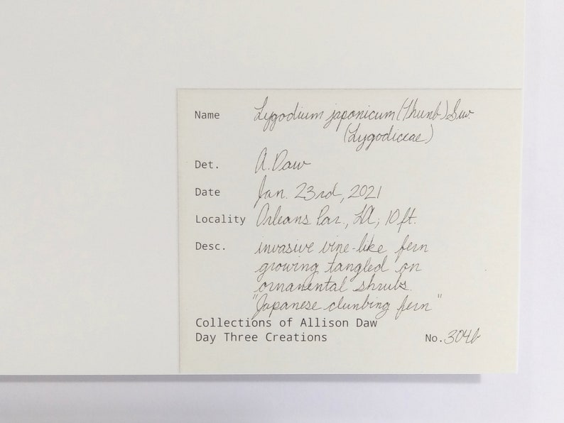 Pu&ograve; includere: Un'etichetta scritta a mano con il nome Lygodium japonicum (thunt Sw aygodiccae), una data del 23 gennaio 2021 e una localit&agrave; Orleans lar., LA, 10 piedi. L'etichetta include anche una descrizione della pianta come una felce invasiva simile a una vite che cresce aggrovigliata su arbusti ornamentali, "felce rampicante giapponese". L'etichetta proviene dalle Collezioni di Allison Daw, Day Three Creations, No. 3041.