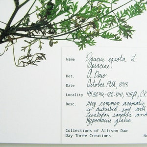 May include: A pressed botanical specimen of Daucus carota L. with green feathery leaves and a light brown root. A white label features handwritten text including the name, date October 19th, 2013, location coordinates, and description of the plant.