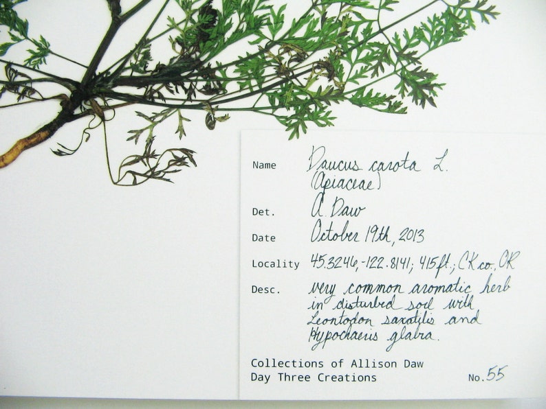 May include: A pressed botanical specimen of Daucus carota L. with green feathery leaves and a light brown root. A white label features handwritten text including the name, date October 19th, 2013, location coordinates, and description of the plant.