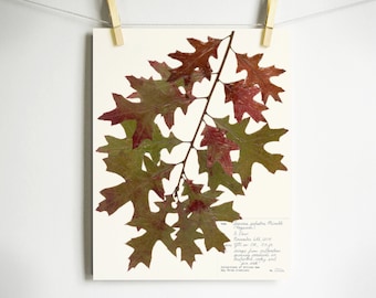 Pin Oak Print; 5x7 8x10 11x14 print pressed oak leaves botanical art autumn home décor scientific art dried leaves tree branch artwork