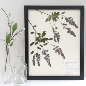 Real Pressed California Lilac 11x14 Framed Herbarium Specimen Art, scientific botanical wall art dried flowers original framed art deerbrush image 1