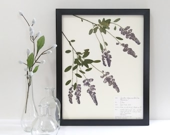 Real Pressed California Lilac 11x14 Framed Herbarium Specimen Art, scientific botanical wall art dried flowers original framed art deerbrush