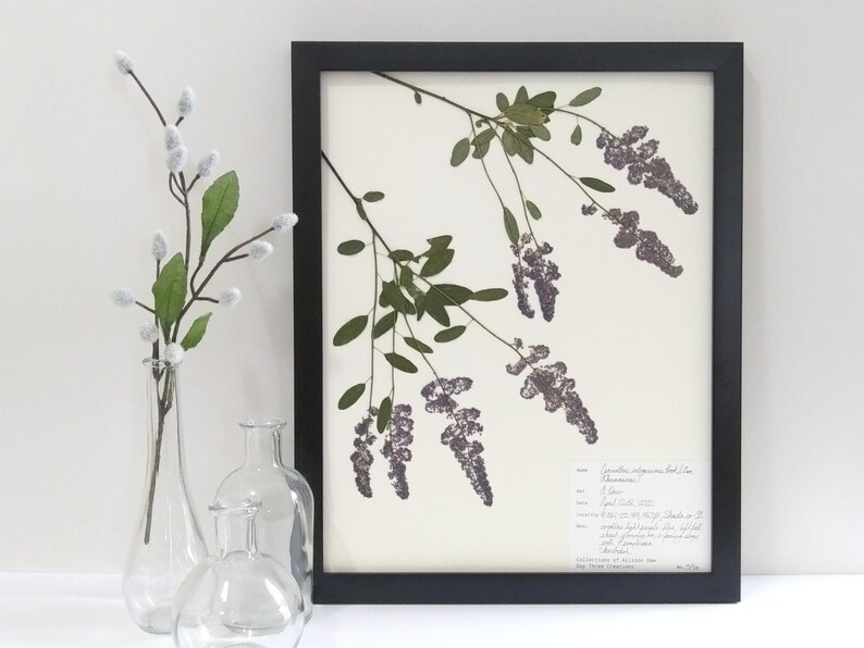 Real Pressed California Lilac 11x14 Framed Herbarium Specimen Art, scientific botanical wall art dried flowers original framed art deerbrush image 1