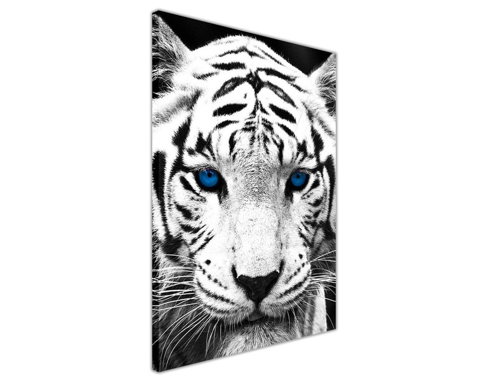White Tiger With Blue Eyes on Framed Canvas Wall Art Pictures Etsy