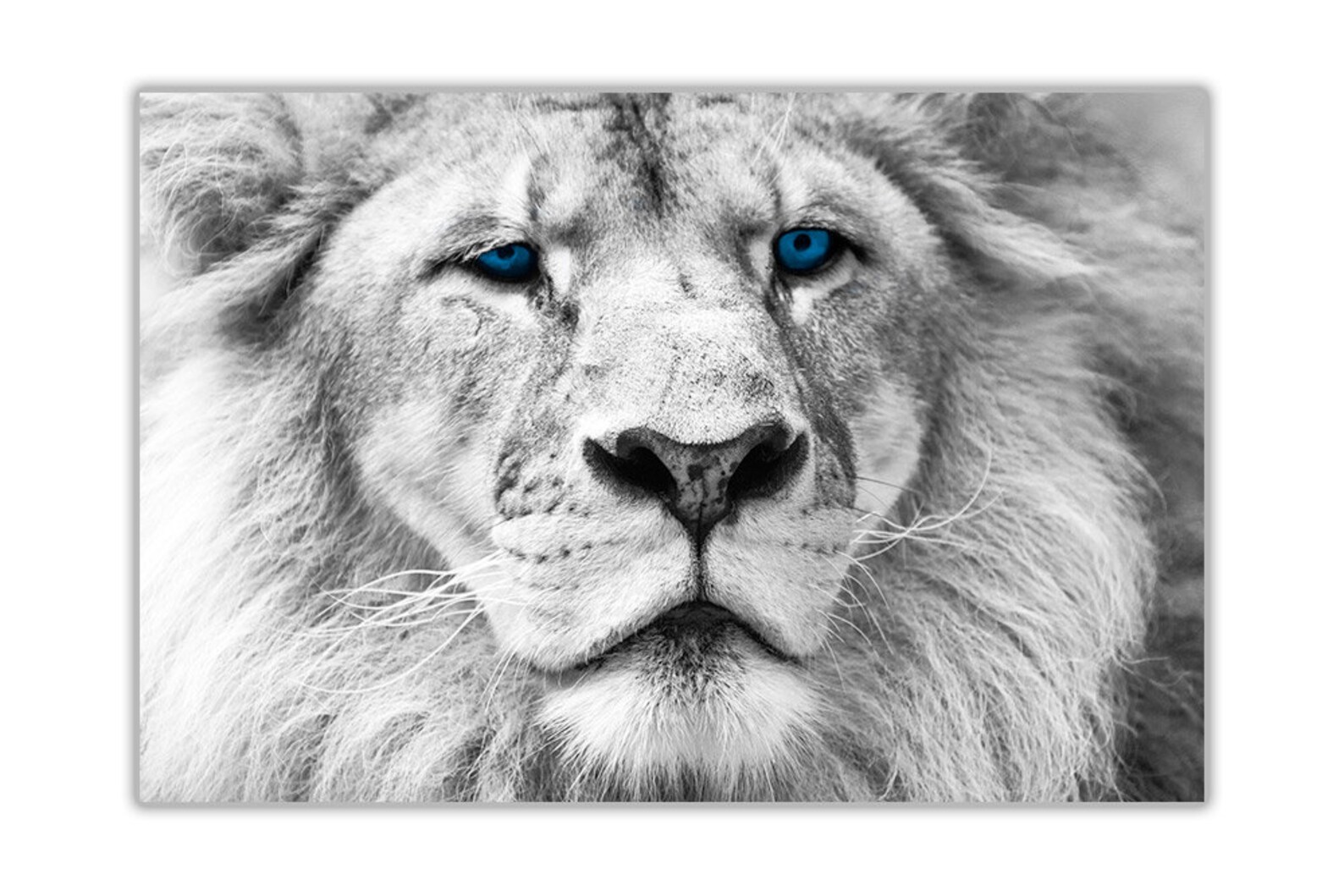 White Lion Blue Eyes on Framed Canvas Wall Art Pictures Home Etsy