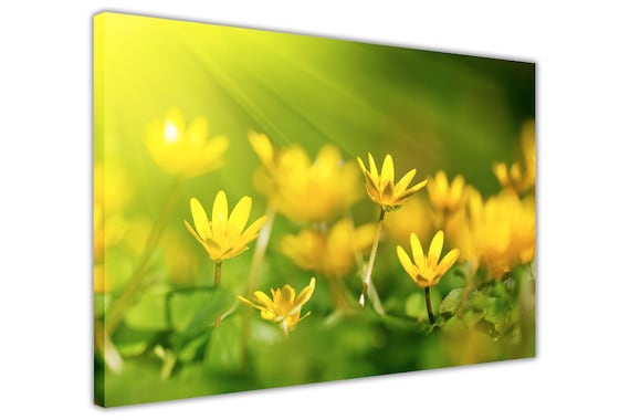 Yellow Oxalis Flower Floral Poster Prints Wall Art Pictures Home Decoration