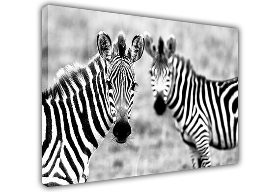 Lienzo Arte Animal Blanco de Sello de bebé Cuadro Enmarcado 30x20/"