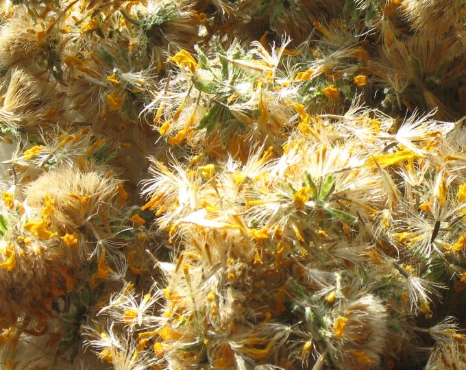 Arnica Flowers Dried...arnica Chamissonis....dried Etsy