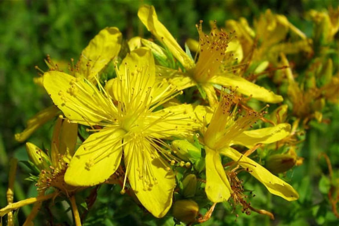 St. John's Wort Oil....All Organic...Nerve Pain Burns Etsy