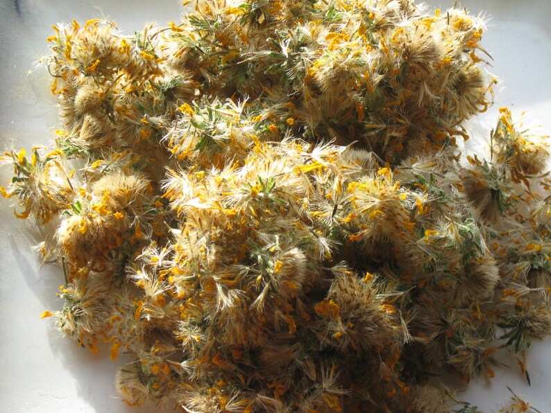 Arnica Flowers Dried...arnica Chamissonis....dried Etsy