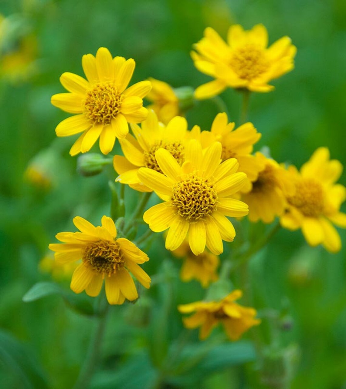 Arnica Flowers Dried&hellip;Arnica Chamissonis&hellip;.Dried Etsy
