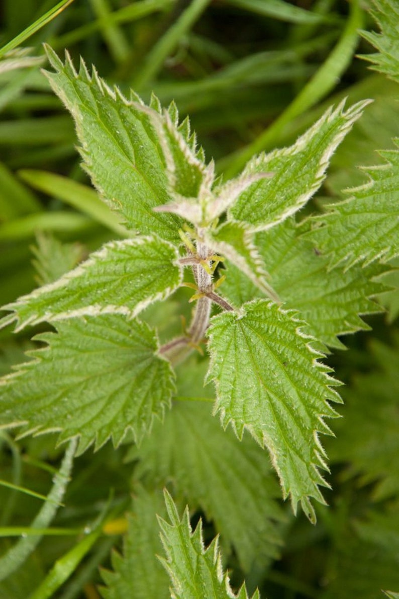 Nettle Leaf...dried Nettle Leaf...dried Etsy