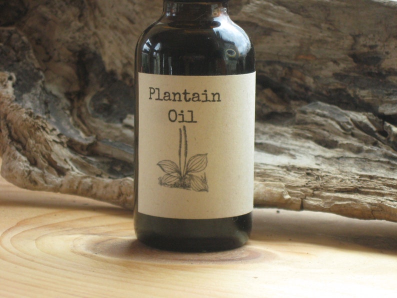 Plantain Plantain Leaf Oil Gentle Skin Care Etsy