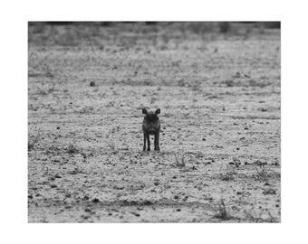 Baby Warthog Print