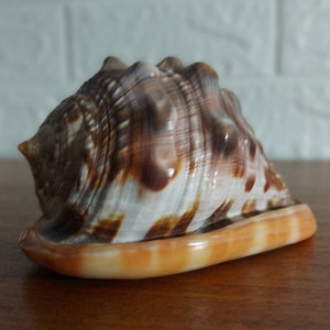 casque naturel vintage conque coquille de mer tropicale décoration de la maison