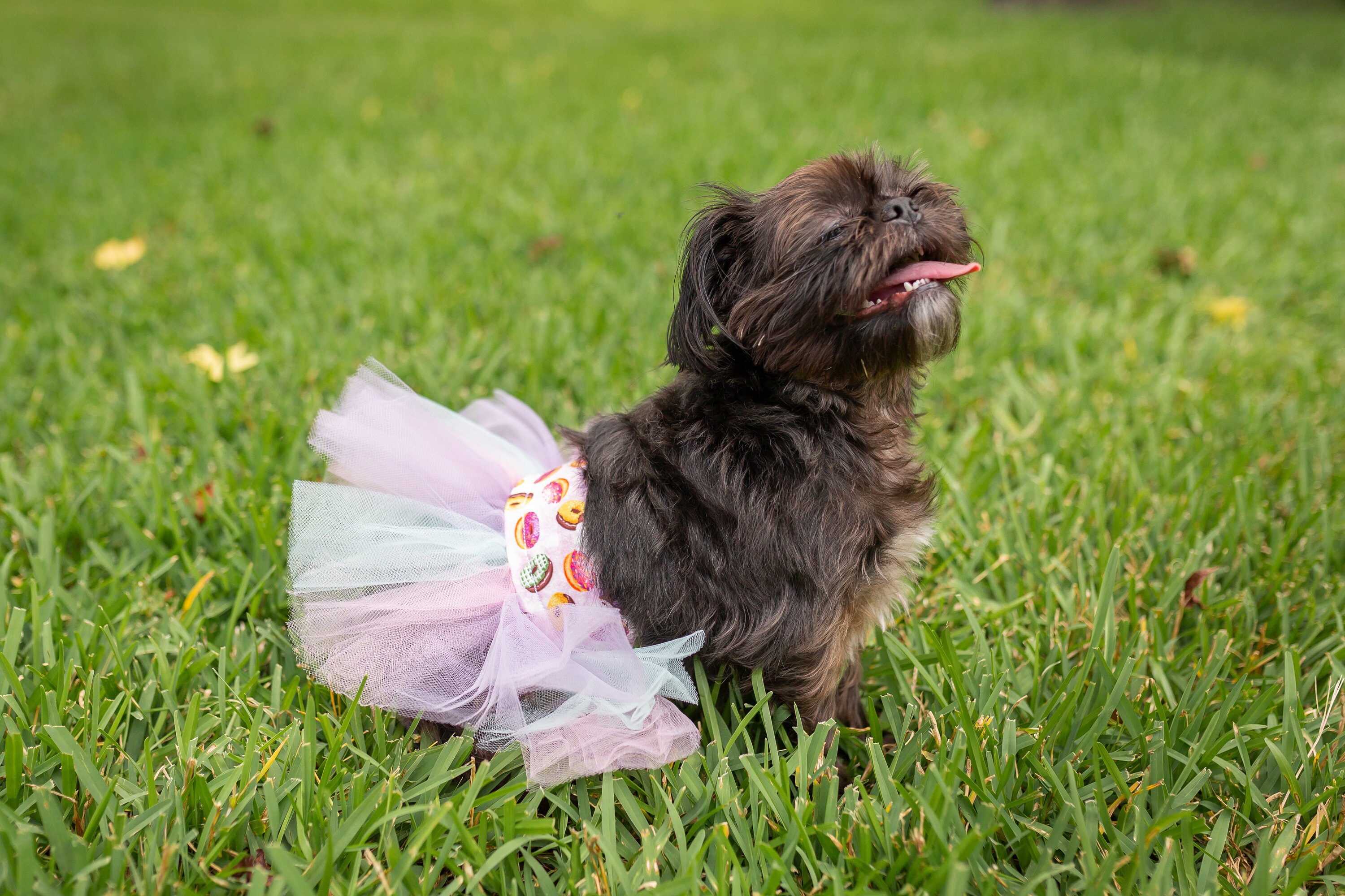 Donuts Dog Skirt Large Dog Tutu Small Dog Tutu Dress Dog Costume Dog Birthday Outfit Pet Gift Birthday Gifts for Her Christmas Gifts Etsy Canada
