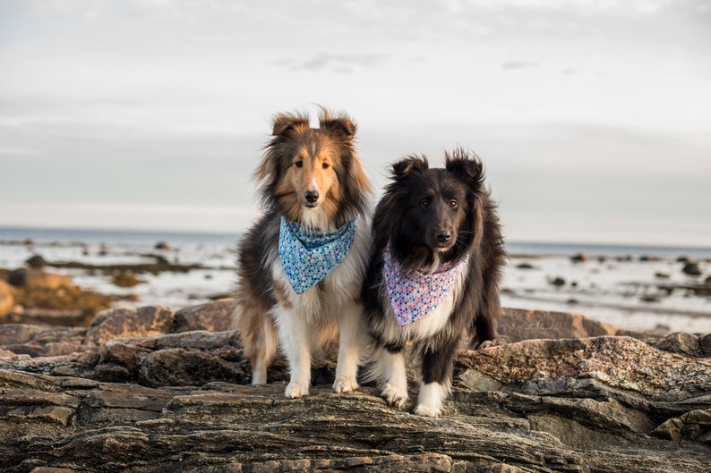 Princess Dog Bandana Pink Dog Collar Bandana No Tie Dog Etsy