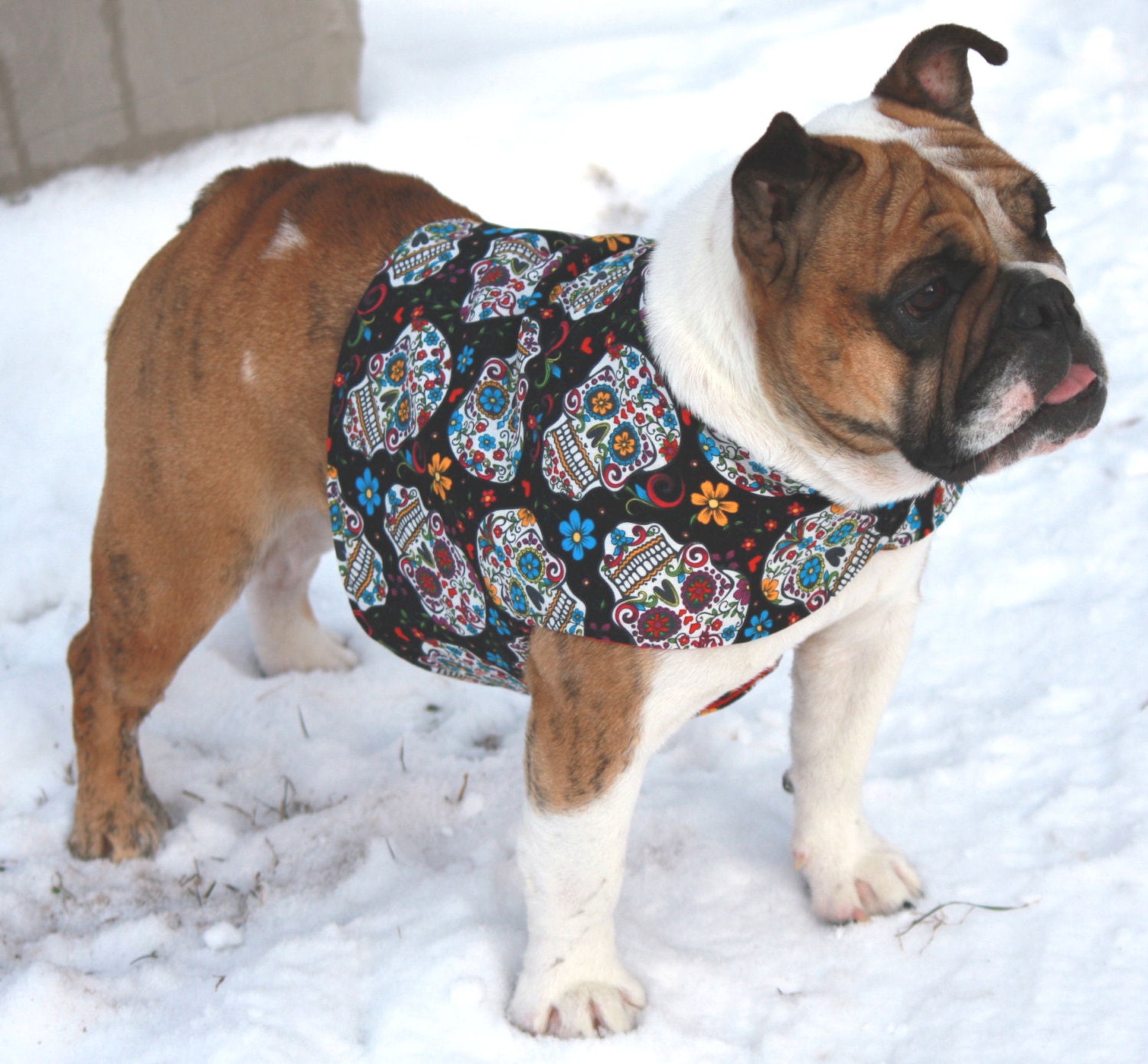 dia de los muertos costume for dogs