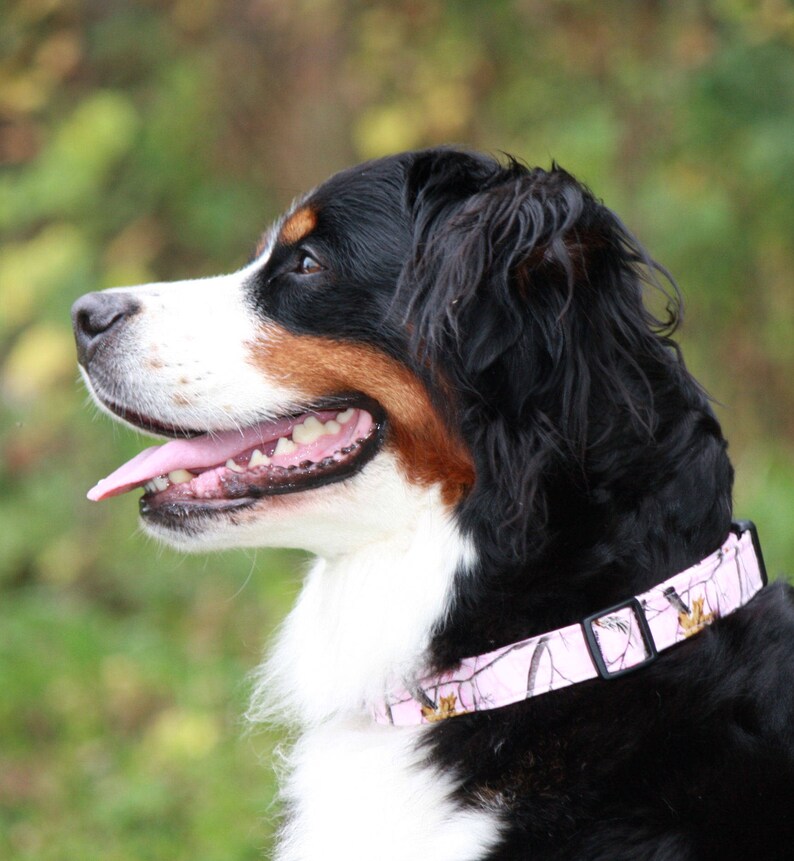bernese mountain dog collar