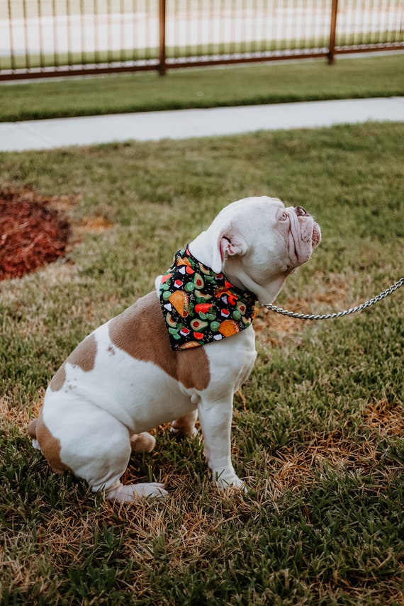 Taco Dog Collar Bandana No Tie Dog Bandana Personalized Dog Bandana Funny Dog Bandana Dog Accessories Pet Gift Birthday Gifts for Men Etsy