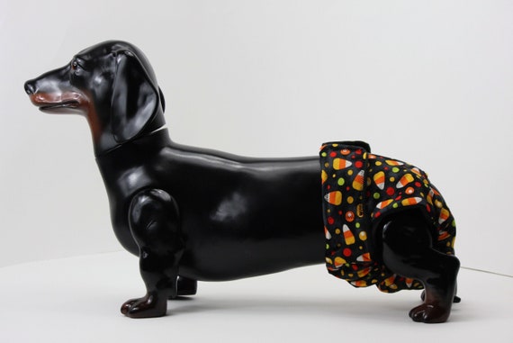 male dog accessories