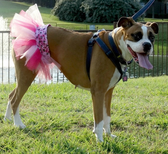 Large dog tutu sales