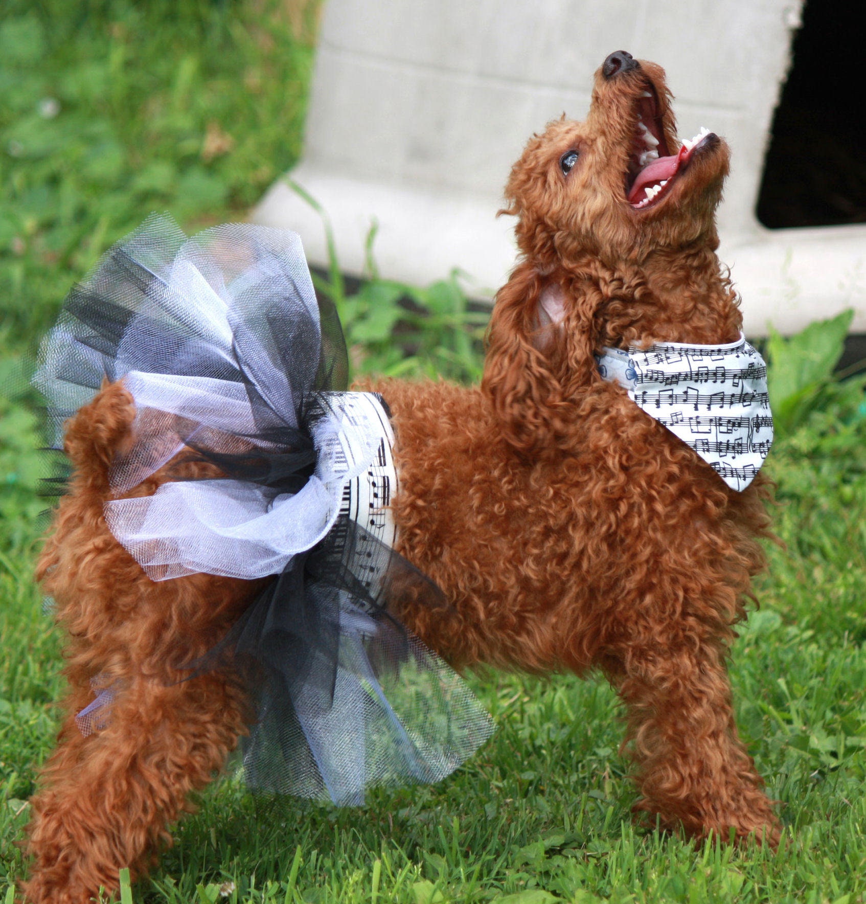 Small Dog Tutu Large Dog Tutu Dress Dog Skirt Dog Etsy