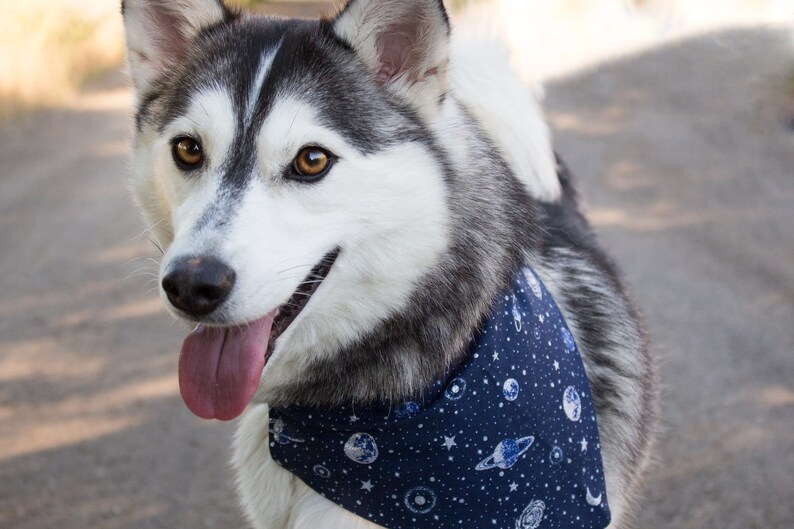 Baseball Dog Bandana Sports Dog Collar Bandana Personalized Etsy