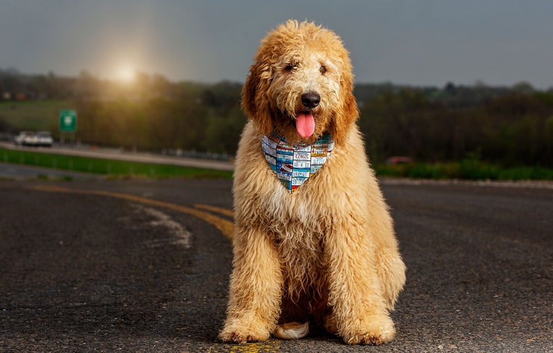 Dinosaur Dog Bandana Over Collar Dog Bandana Boy Dog Etsy