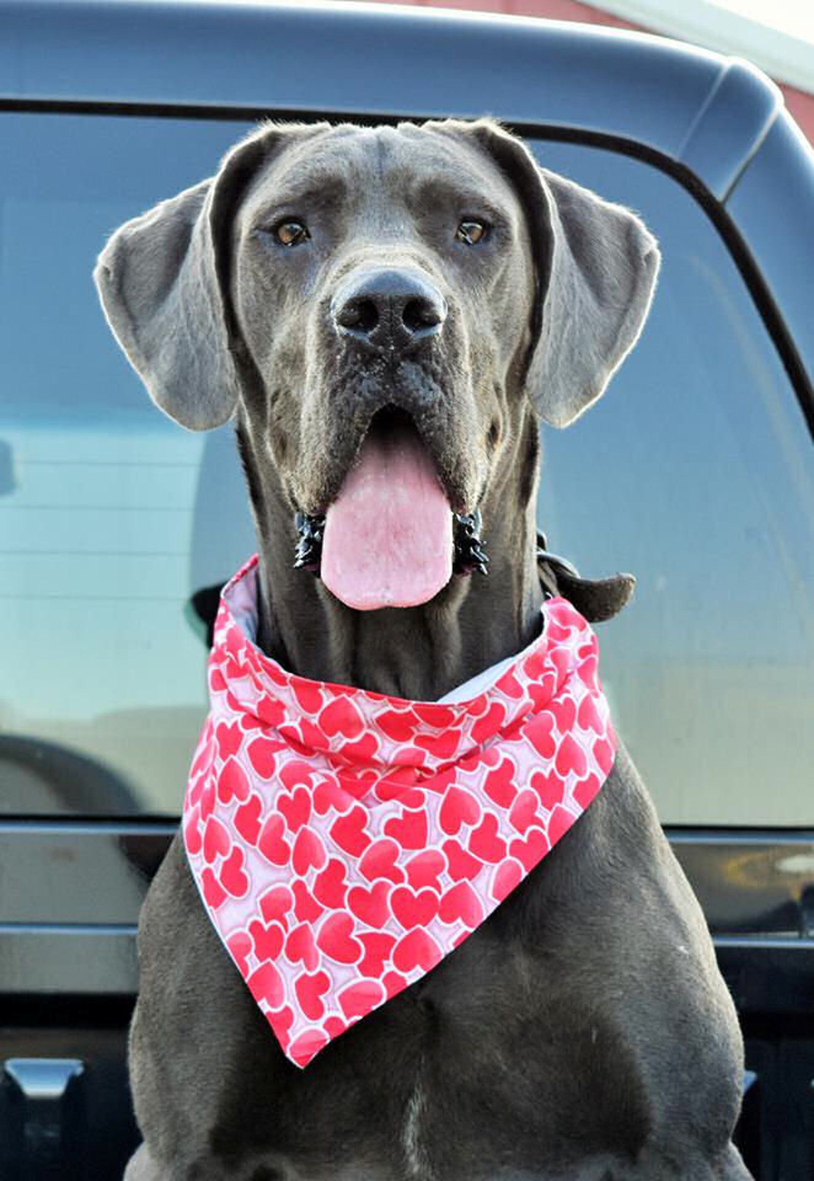 Hearts Dog Bandana Dog Collar Bandana Valentine Bandana Etsy