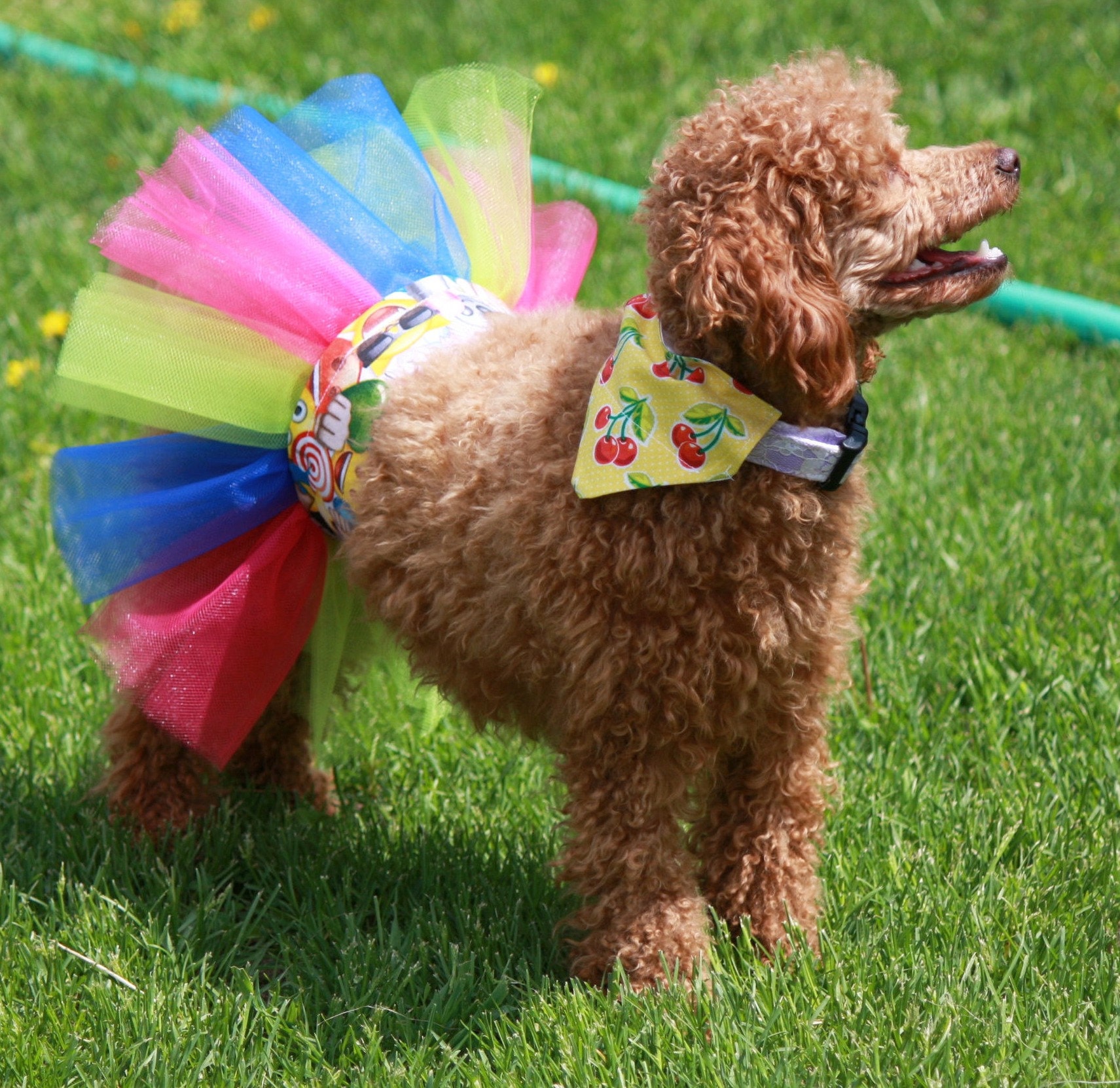 Dog Skirt Large Tutu Small Tutu Dress Dog - Etsy