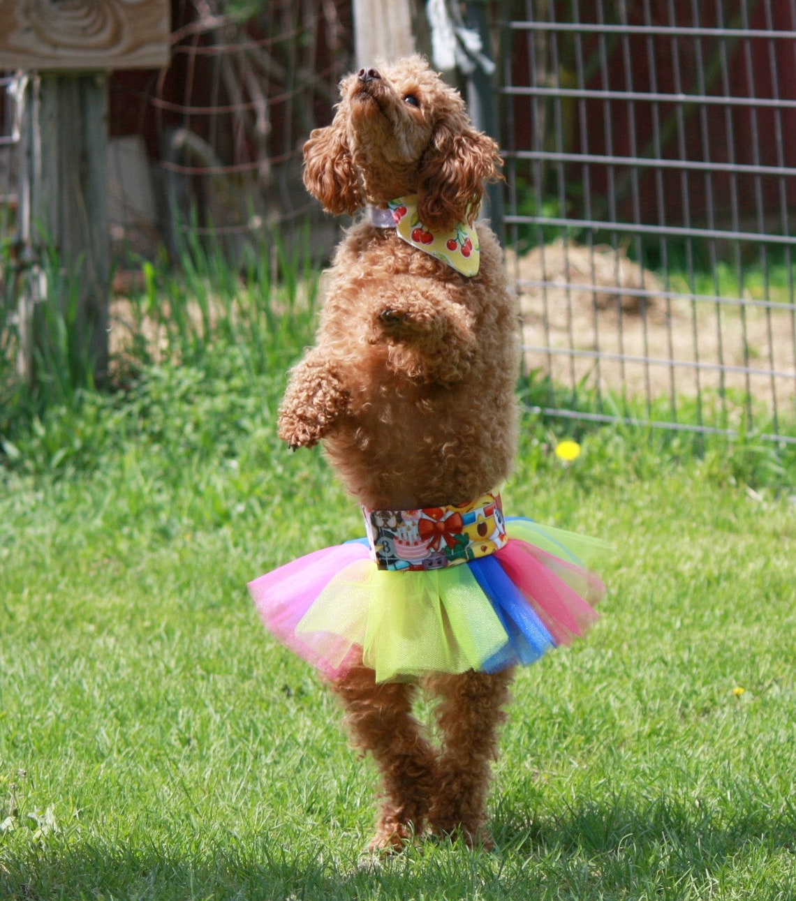 Funny Dog Skirt Large Dog Tutu Small Dog Tutu Dress Dog Etsy