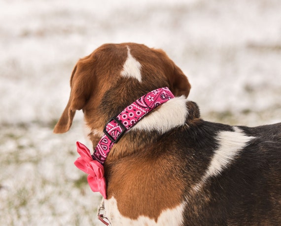 pink bandana dog collar