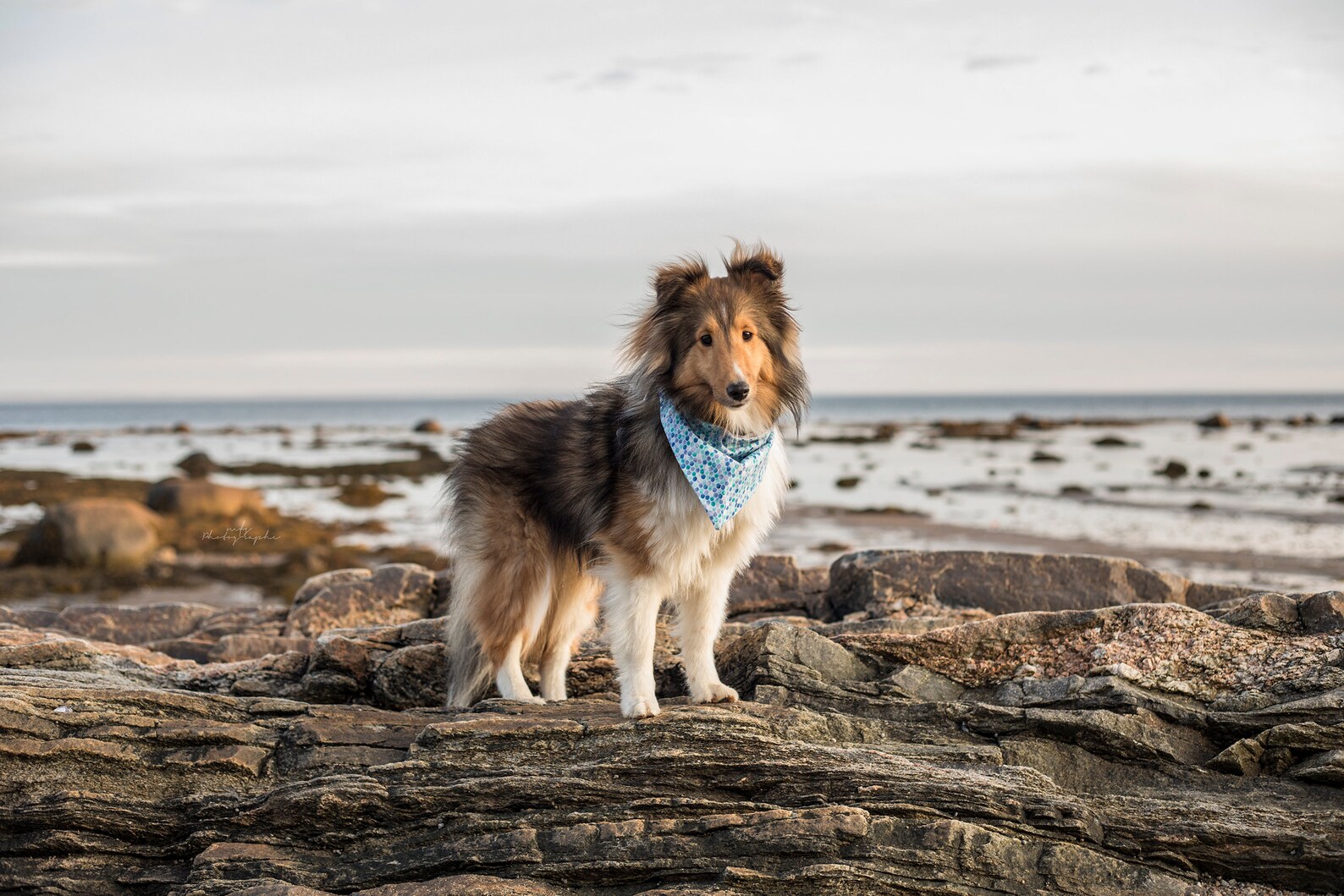 Christmas Dog Bandana Christmas Lights Dog Scarf Holiday Dog Etsy