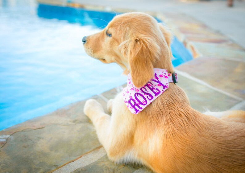 Baseball Dog Bandana Sports Dog Collar Bandana Personalized Etsy