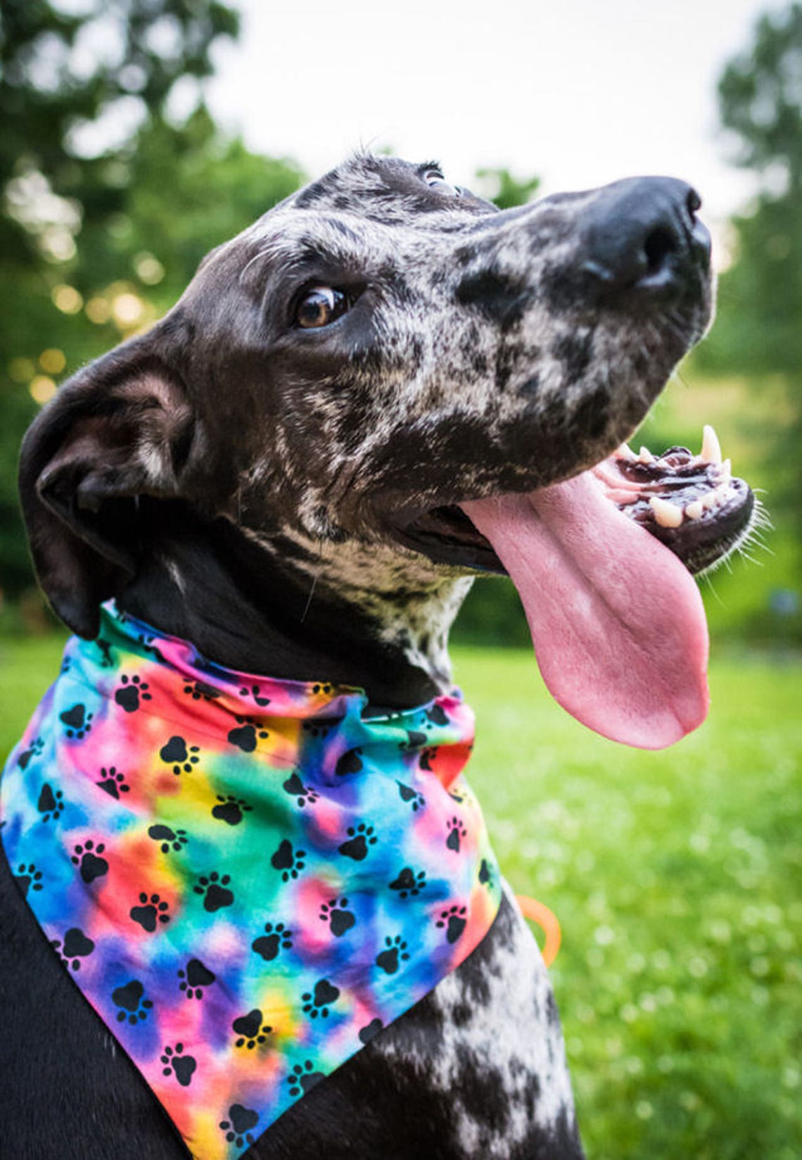 Funny Dog Bandana Personalized Dog Bandana Dog Bandanna Dog Etsy
