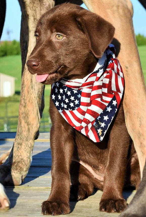 American Flag Patriotic Dog Bandana 4th of July Dog Collar Etsy Israel