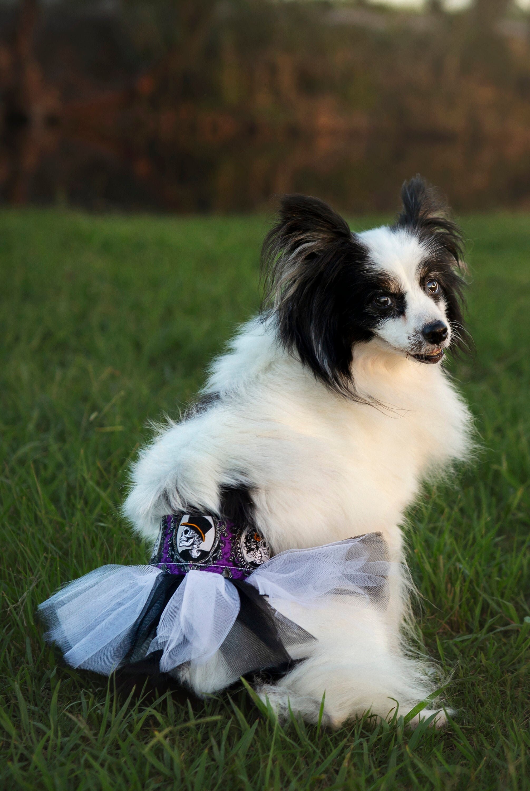 large dog tutu