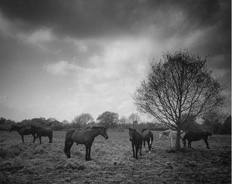Horses In Field, Mellis Common, Suffolk Signed Art Print / Black and White Equestrian Photography / Horse Photo