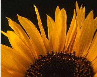 Zonnebloem, ondertekende Art Print/gele Helianthus fotografie/Floral detail foto