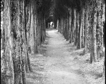 Impression d'art signée à la limite des arbres, Honfleur, France / Photographie noir et blanc / Photo d'arbres