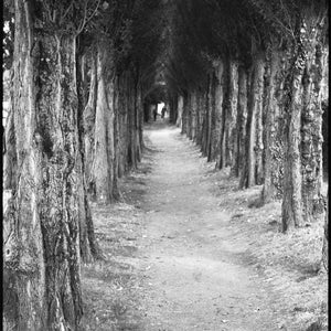 Treeline, Honfleur, Frankreich Signierter Kunstdruck / Schwarz-Weiß-Fotografie / Baumfoto Bild 1