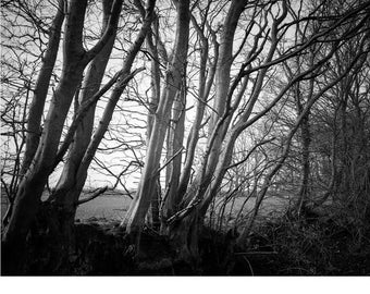 Bäume, Occold, Suffolk, signierter Kunstdruck / Schwarz-Weiß-Baumfotografie / Waldbäume Foto