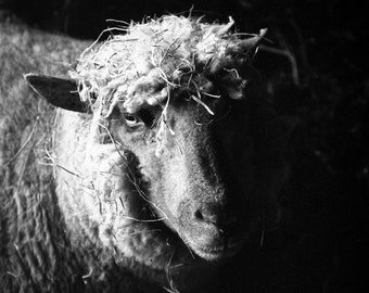 Ewe Blanco y Negro Firmado Impresión de Bellas Artes / Foto de oveja / Fotografía de ganado