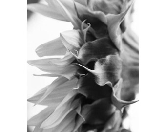 Impression d'art signée Tournesol, Bungay, Suffolk / Photographie noir et blanc Fora / Photo macro de tournesol