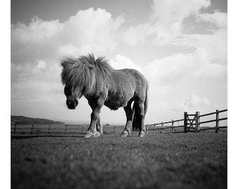 Billy, Shetland-Pony, signierter Kunstdruck / Schwarz-Weiß-Miniatur-Pferdefotografie / Ponyfoto
