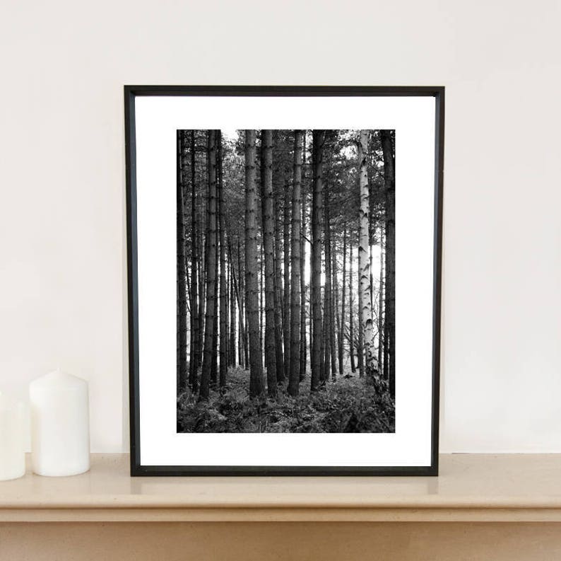 Trees and Woodland, Thetford Forest signierter Kunstdruck / schwarzweiße Bäume / Baumfoto Bild 2