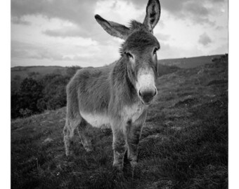 Barnaby The Donkey, Signed Art Print / Black and White Donkey Photography / Animal Photo
